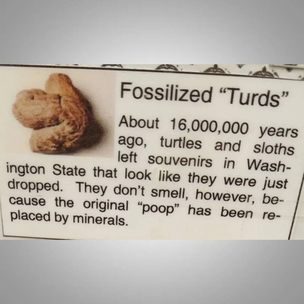 coprolite fossilized dung 02 fossil